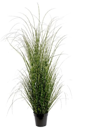 Potted 155cm Miscanthus Zebrinus Plant-0