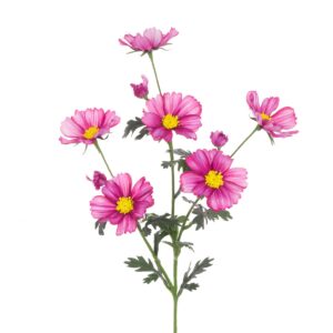 Meadow Cosmos Spray 85cm Wine-0