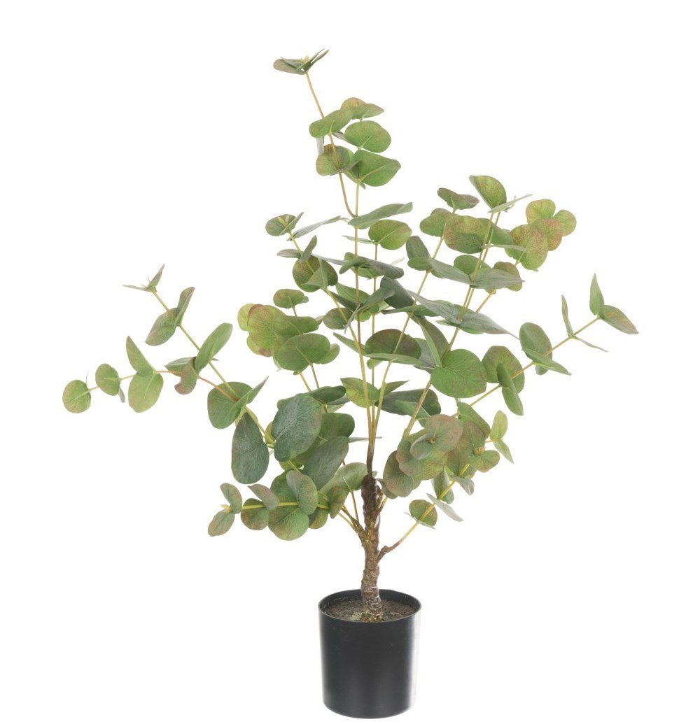 Eucalyptus Tree In Pot 64cm-0