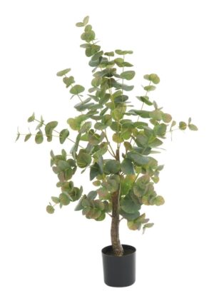 Eucalyptus Tree In Pot 94cm-0