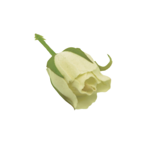 Rosebud Pick Small Cream 2.5cm-0