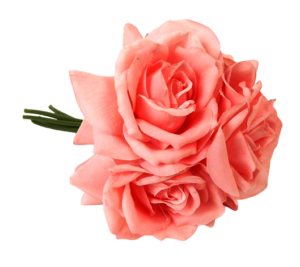 27cm Mid Coral Open Rose Posy x 5 Heads-0