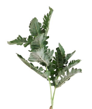 74cm Dusty Miller Spray Green-0