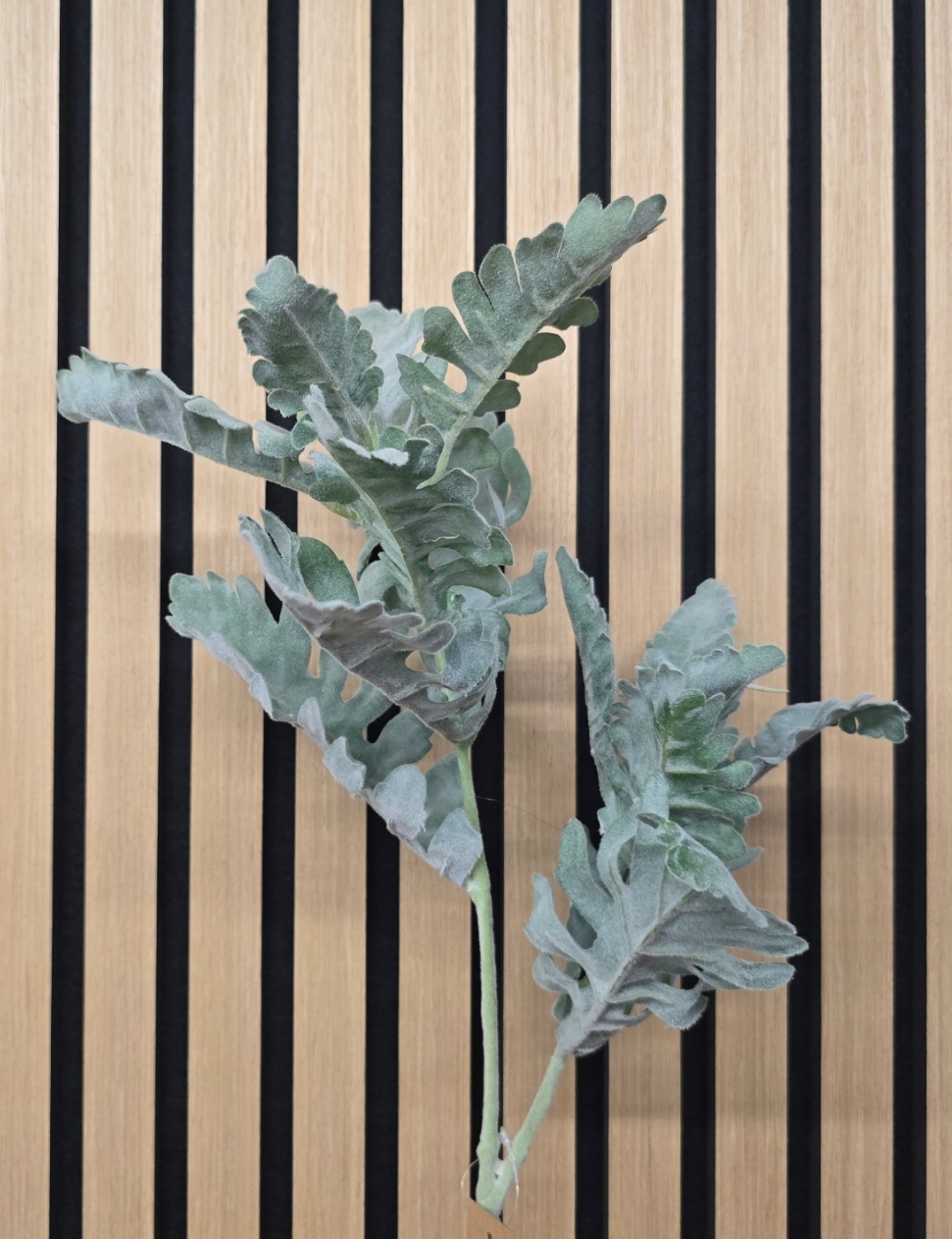 74cm Dusty Miller Spray Green