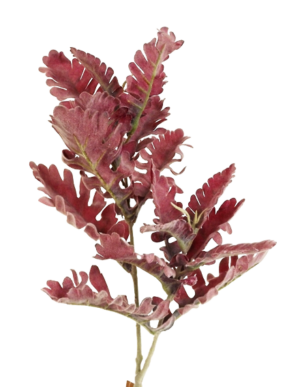 74cm Dusty Miller Spray Burgundy-0