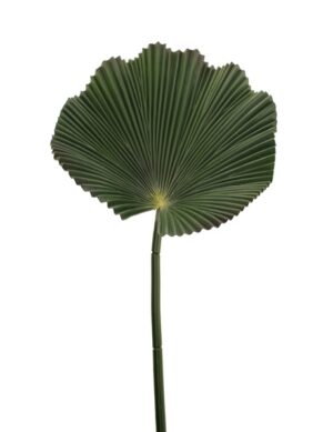 80cm Fan Palm Leaf-0