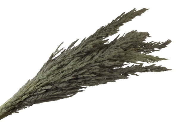 Pampas Bundle Grey x 5 Stems App 80cm-0