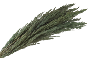 Pampas Bundle Mint x 5 Stems App 80cm-0
