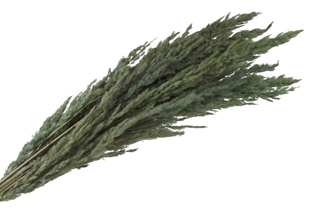 Pampas Bundle Mint x 5 Stems App 80cm-0