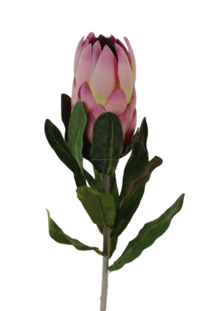 27" Protea Pink-0