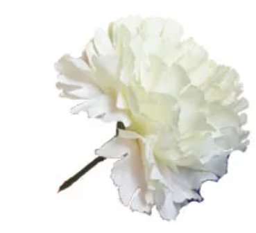 Bloom Carnations Ivory x 12 Stems-0
