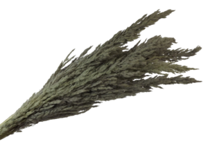 Pampas Bundle Grey x 5 Stems App 80cm-0