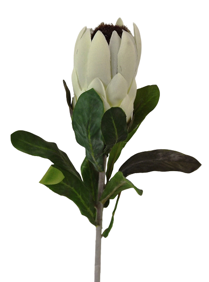 27" Protea Cream-0
