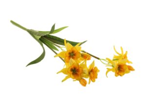 54cm Columbine Bush Yellow-0