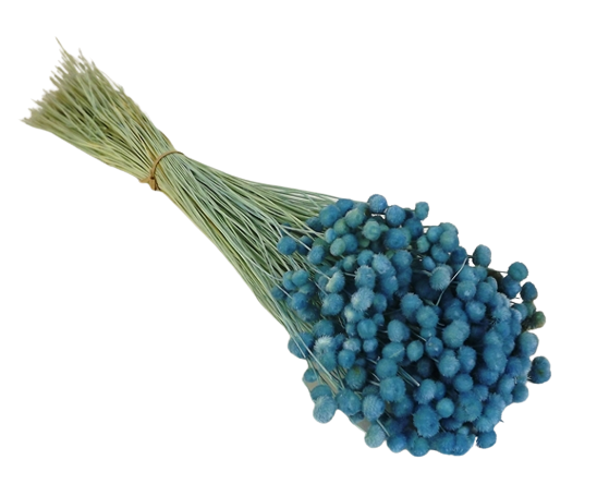 Amarelino Bunch App 50cm Blue-0