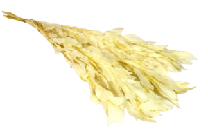 Preserved Large Ruscus - White-0
