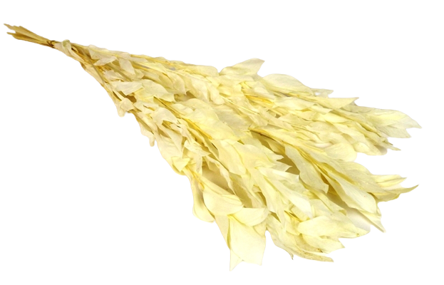 Preserved Large Ruscus - White-0