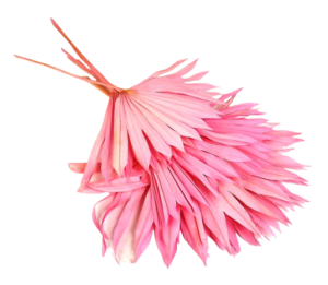 Sun Palm Lt Pink x 6pcs-0
