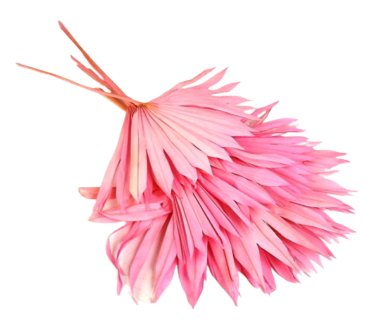 Sun Palm Lt Pink x 6pcs-0