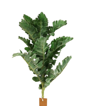 42cm Dusty Miller Pick Green-0
