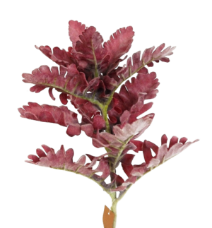 42cm Dusty Miller Pick Burgundy-0