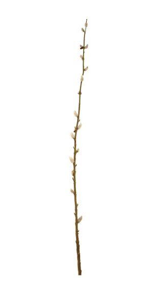 115cm Pussy Willow Stem-0