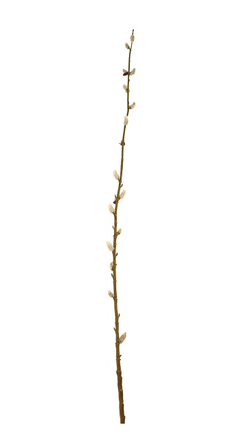 115cm Pussy Willow Stem-0