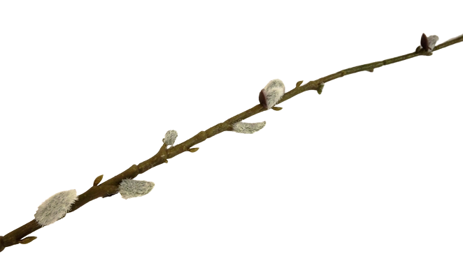 115cm Pussy Willow Stem-23157