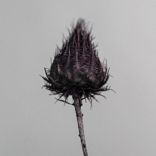 Strawberry Thistle 100g Black-23402