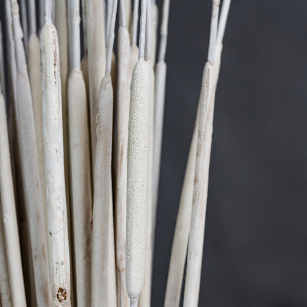 Typha Medium White x 50-23379