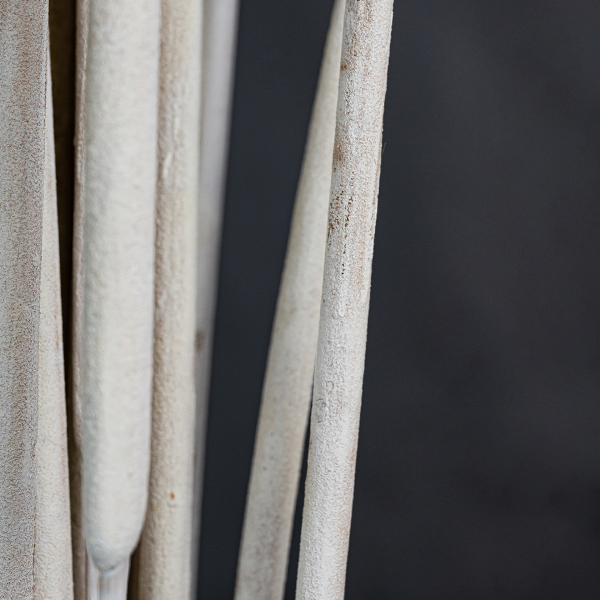 Typha Medium White x 50-23381