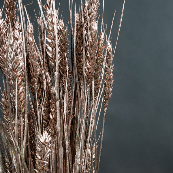 Wheat Champagne-23384