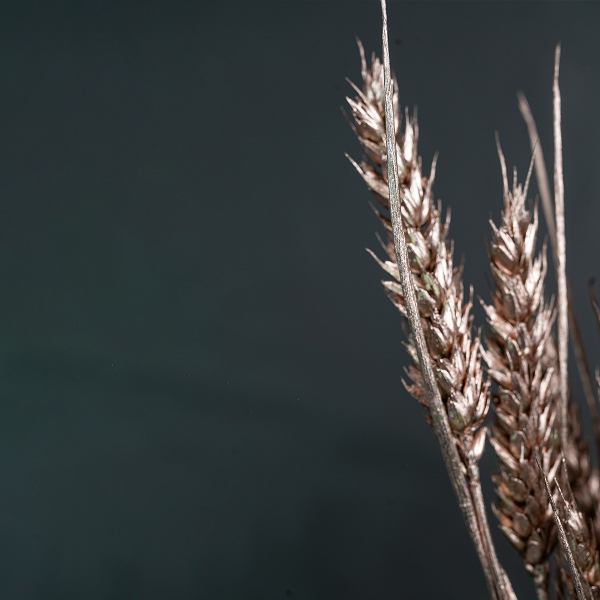 Wheat Champagne-23385