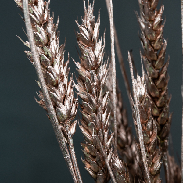 Wheat Champagne-23386