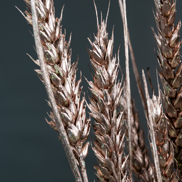 Wheat Champagne-23387