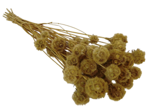 Wild Scabiosa Natural-0