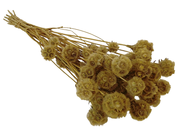 Wild Scabiosa Natural-0
