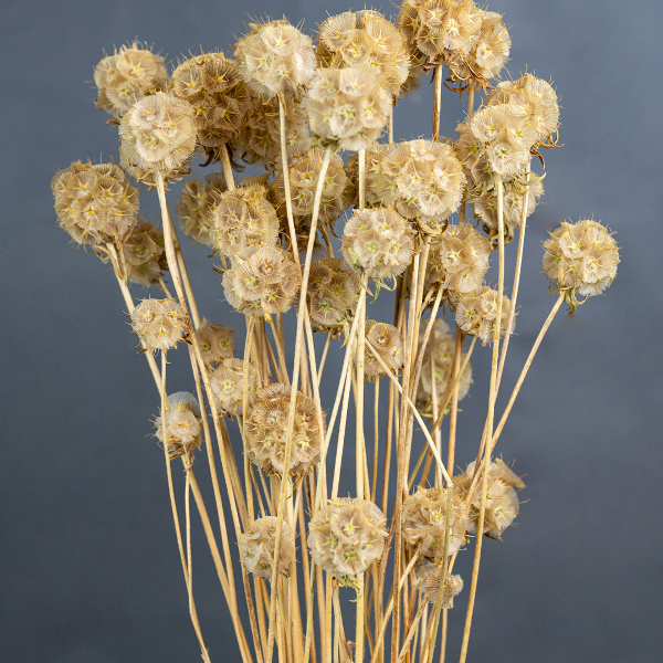 Wild Scabiosa Natural-23394