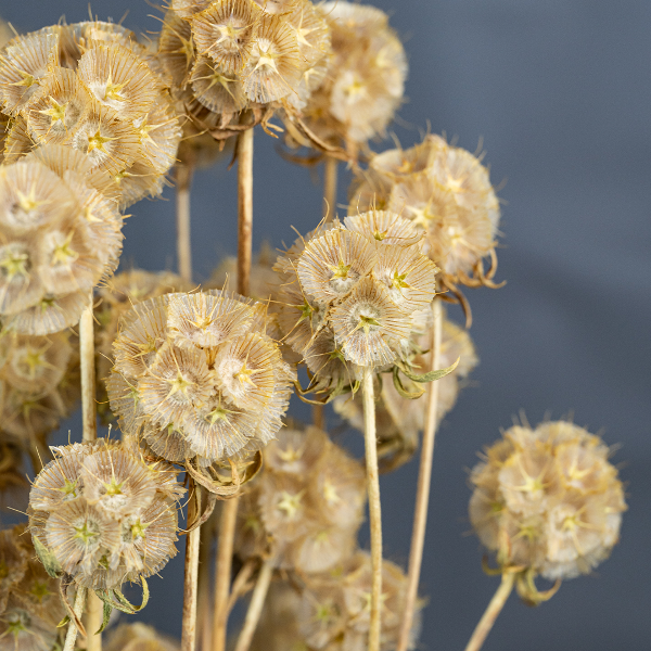 Wild Scabiosa Natural-23395