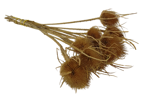 Natural Thistle Bunch-0