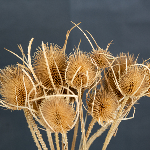 Natural Thistle Bunch-23397