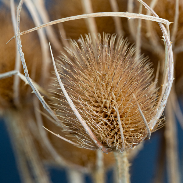 Natural Thistle Bunch-23398