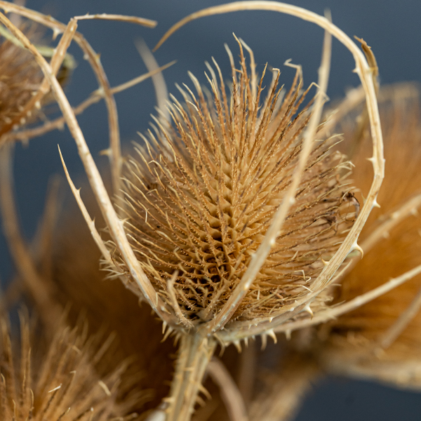 Natural Thistle Bunch-23399