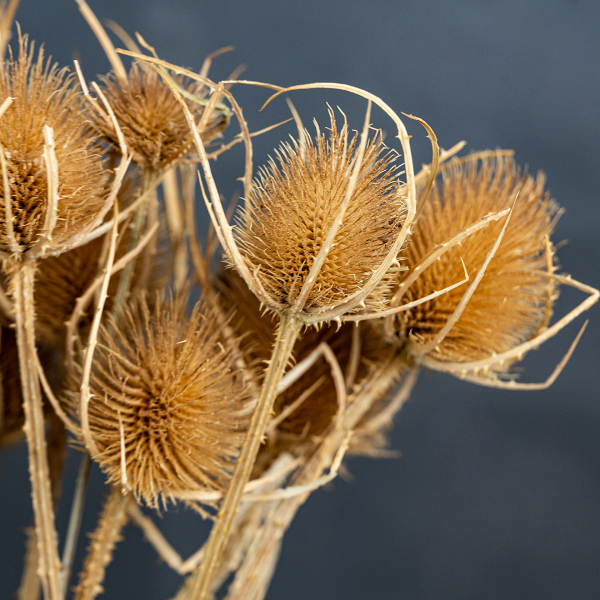 Natural Thistle Bunch-23400