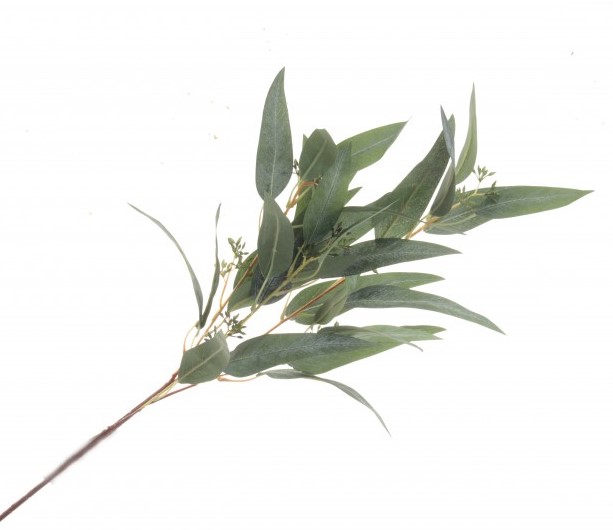 Eucalyptus Nicolii Spray 84cm Green-0