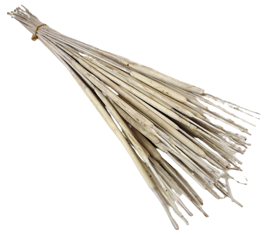Typha Medium White x 50-0