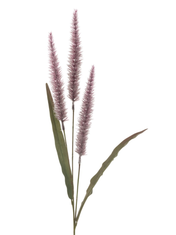 Antique Fountain Grass 94cm Purple-0