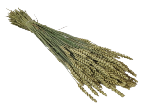 Wheat Natural (Spanish)-0
