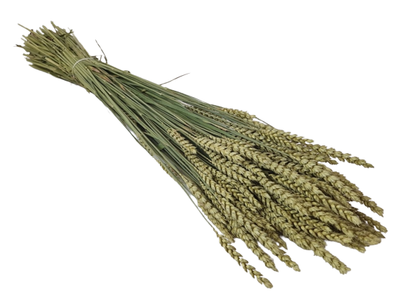 Wheat Natural (Spanish)-0