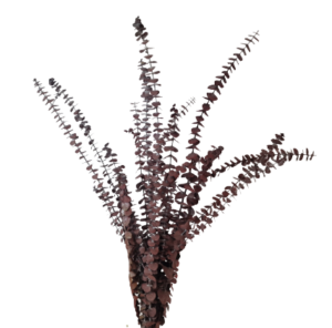 Preserved Baby Eucalyptus - Red-0
